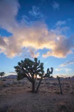 Joshua tree and clouds Foto stock