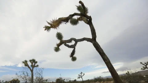 Joshua Tree and Clouds Timelapse Vidéo 266835909