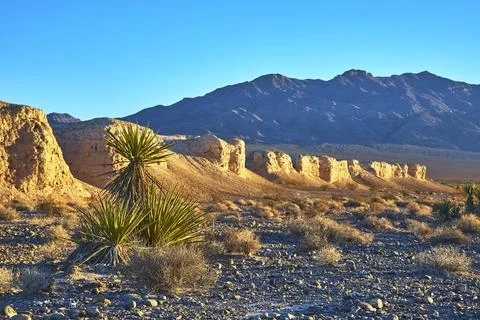 Joshua Tree and Desert Cliffs in Golden Hour Light with Mountain Backdrop Stock-Fotos