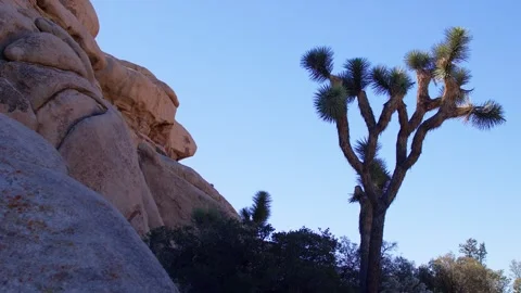 Joshua Tree and Rock Formations in Sunlit Desert Landscape, California National Stock Footage 341420661