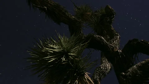 Joshua Tree Astro Timelapse Vidéo 268645262