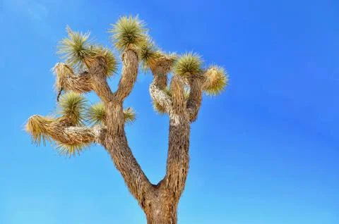 A Joshua Tree from below Stock Photos