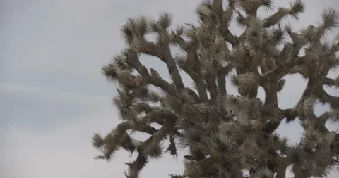 Joshua Tree Branches Medium Close Up with Pan Left to Right Stock Footage 89941662