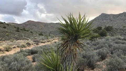 Joshua Tree in CA desert Stock Footage 200990637