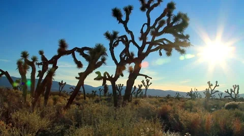 JOSHUA TREE CACTUS FIELD Stock Footage 982079