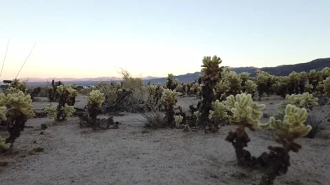 Joshua tree cactus Stock Footage 165941604