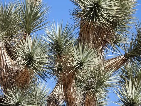 Joshua Tree Canopy Low Angle Abstract Blue Sky Yucca Arizona Stock Photos