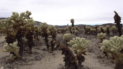 Joshua Tree Cholla Cactus Vídeos de archivo 124394210