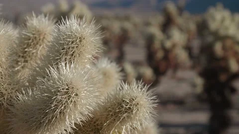 Joshua tree Cholla Cactus Macro Stock Footage 147417251