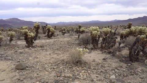 Joshua Tree Cholla Garden Vídeos de archivo 124394051