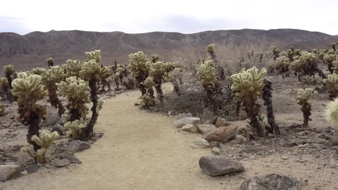 Joshua Tree Cholla Garden Path Vídeos de archivo 124394555