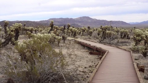 Joshua Tree Cholla Garden Path Stock-Footage 124394558