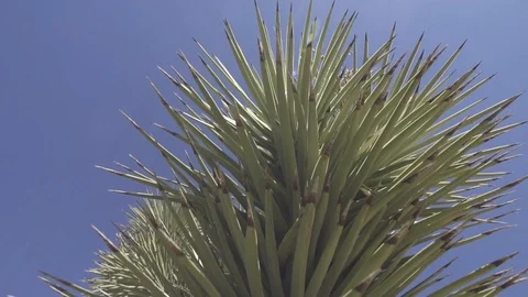 Joshua Tree Close up in the Desert Stock Footage 98457932