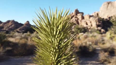 Joshua Tree close-up Stock Footage 165941600