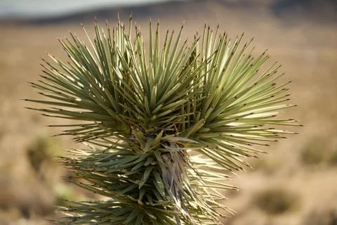 Joshua Tree close Stock Photos
