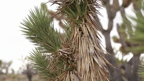 Joshua Tree Closeup Stock Footage 79514895