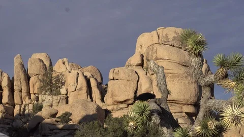 Joshua Tree Crow at Hidden Valley 스톡 동영상 124395244