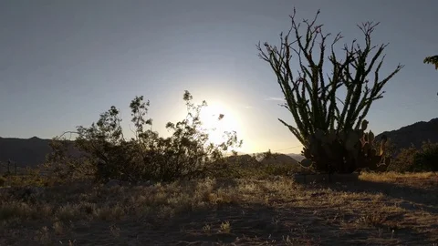 Joshua Tree Desert Stock Footage 80069061
