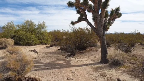 Joshua Tree in the desert Stock Footage 98674281