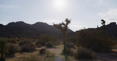 Joshua Tree in the desert Stock Footage 239696416