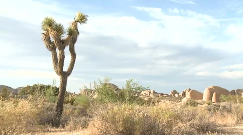 Joshua Tree Desert Landscape 3 動画素材 6964408