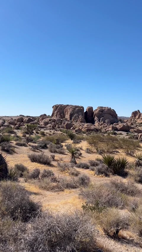 Joshua Tree Desert Landscape 4K Vertical Stock Footage 336220138