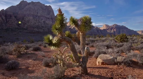 Joshua tree desert red rocks 2 Stock Footage 34487402