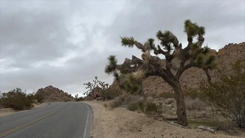 Joshua Tree Desert Road Stock Footage 232135206