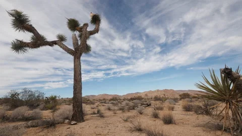 Joshua tree desert time lapse Stock-Footage 138340581