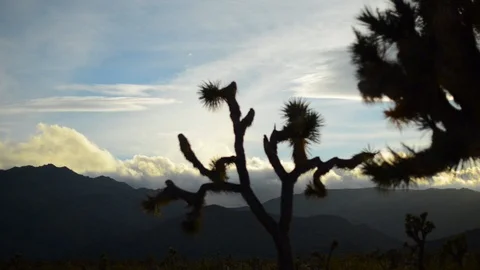 Joshua Tree Drive Stock Footage 86296365