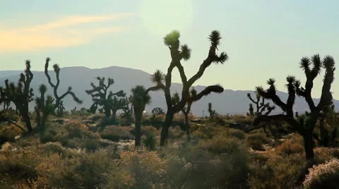 JOSHUA TREE FIELD Video stock 982039