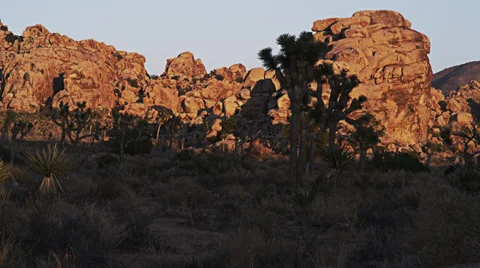 Joshua tree field HD Stock Footage 33529639