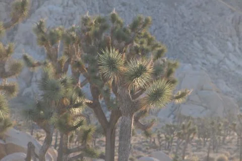Joshua tree field Stock Photos