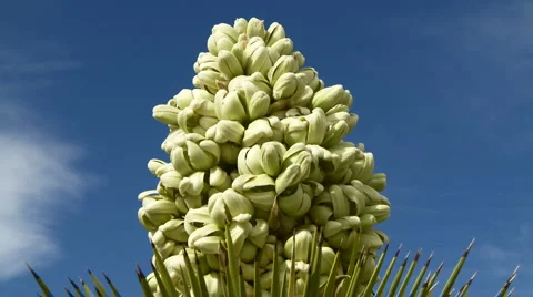 Joshua Tree Video stock 933638