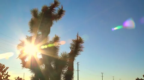 JOSHUA TREE Stock-Footage 982352