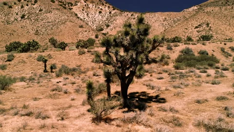 Joshua tree 库存影片 94583449