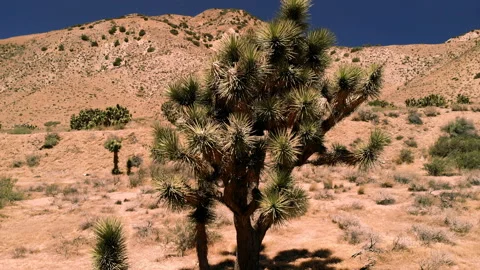 Joshua tree Stock Footage 94585424
