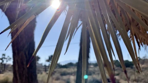 Joshua tree Stock Footage 126310575