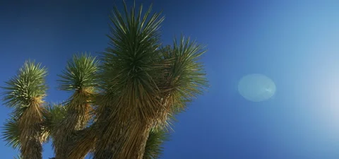 Joshua Tree Stock Footage 136268772