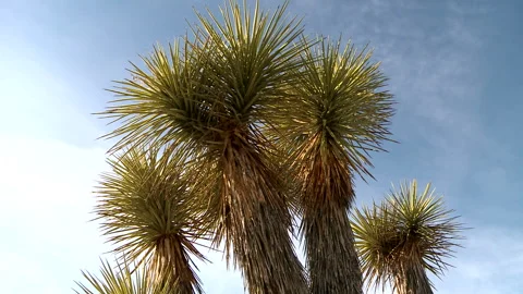 Joshua Tree 스톡 동영상 327571337