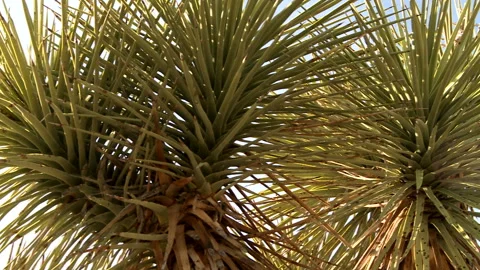Joshua Tree Stock Footage 327571387