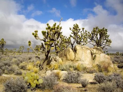 Joshua tree forest Stock Photos