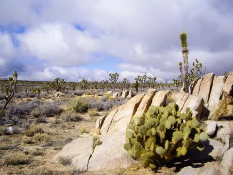 Joshua tree forest Foto stock
