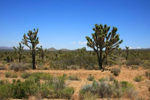 Joshua Tree Forest Stock Photos