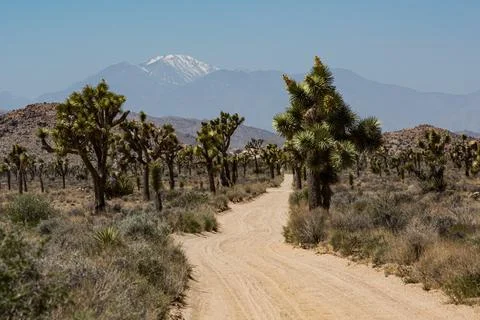 Joshua Tree glory Stock Photos