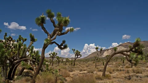 Joshua Tree group on landscape HD Video stock 36507914