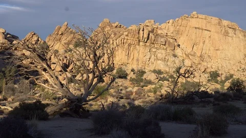 Joshua Tree Hidden Valley Video stock 124395083
