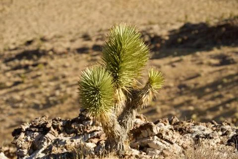 Joshua Tree on hill Stock Photos