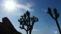 Joshua Tree HS 01 Time Lapse 23x HD Footage