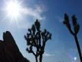 Joshua Tree HS 01 Time Lapse 23x Web Footage
